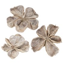 Artikel Landlotus Hvidvasket 6-12cm 50 stk