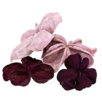 Artikel Landlotus Mix Blackberry, Old Pink 50 stk