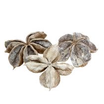 Artikel Landlotus hvidvasket 6-12cm 50 stk