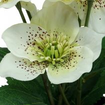 Fastelavnsrose Hellebore Julerosepotte kunstige blomster H25cm hvid