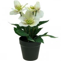 Fastelavnsrose Hellebore Julerosepotte kunstige blomster H25cm hvid