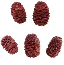 Artikel Leucadendron Sabulosum kogler i rød frostet 500g