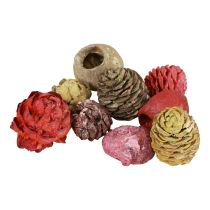 Artikel Leucadendron kegler Bellgum Grøn Rød Gul Frosted 300g