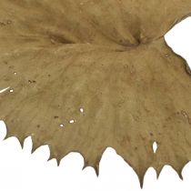 Artikel Tørrede lotusblade naturlig tør dekoration åkandeblad 50 stk