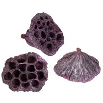 Artikel Lotus kapsler, tør blomster, lotus pære pink, hvidvasket 50 stk.
