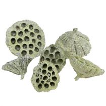 Artikel Lotus kolbe mix grøn vasket Ø6cm - 10cm 50 stk