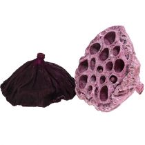 Artikel Lotus Mix Pink, Erika Ø6cm - Ø10cm 50 stk