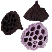 Artikel Lotus Mix Pink, Erika Ø6cm - Ø10cm 50 stk