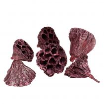 Artikel Lotus kapsler, tør blomster, lotus pære pink, hvidvasket 50 stk.