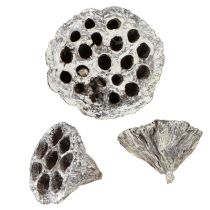 Artikel Lotos Naturlig Dekorativ Lotusflaske Hvidvasket 6-8cm 50 stk