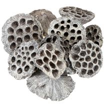 Artikel Lotos Naturlig Dekorativ Lotusflaske Hvidvasket 6-8cm 50 stk
