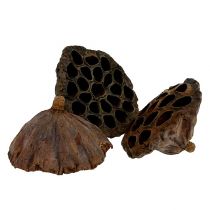 Artikel Lotus kolbe stor 100 stk naturel