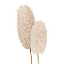 Artikel Stor loofah på pind, bleget, 25 stk