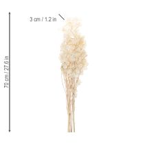 Artikel Lunaria tørrede blomster, måneviol, sølvblad, tørret, 60-80 cm, 30 g