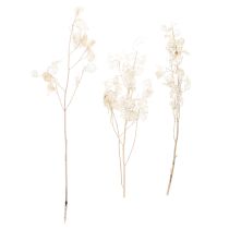 Artikel Lunaria tørrede blomster, måneviol, sølvblad, tørret, 60-80 cm, 30 g