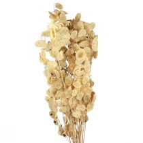 Artikel Lunaria Deco Moon Violet Sølvbladtørret 90cm 100g