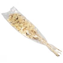 Artikel Lunaria Deco Moon Violet Sølvbladtørret 90cm 100g