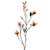 Magnolia gren lyserosa L 82cm