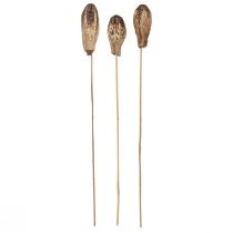 Artikel Mahogni Pod Pods Dry Decoration Natural 45cm 50 stk
