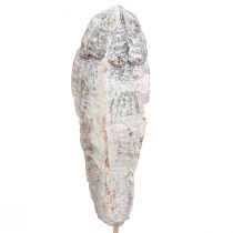 Artikel Mahogni bælg tør dekoration naturhvid 45cm 50 stk