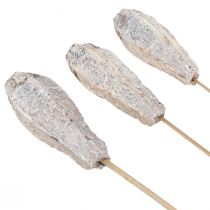 Artikel Mahogni bælg tør dekoration naturhvid 45cm 50 stk