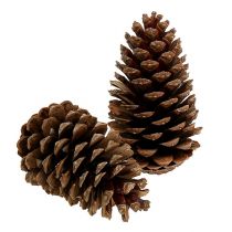 Maritima kogler 14/18 natur 25 stk