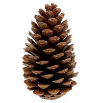 Maritima kogler 14/18 natur 25 stk