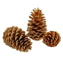 Artikel Maritima kogler creme-vanilje blandet 5-18cm 25 stk