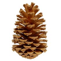 Artikel Maritima kogler creme-vanilje blandet 5-18cm 25 stk