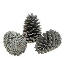 Artikel Maritima kogler 10cm - 14cm hvidkalkede 25 stk