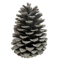 Artikel Maritima kogler 10cm - 14cm hvidkalkede 25 stk