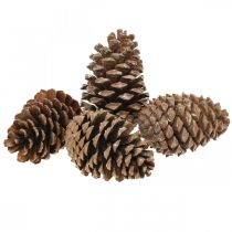 Artikel Maritima kogler, sørgeblomster, adventsdekoration, naturprodukt H12-15cm Ø6,5-10cm 50 stk.