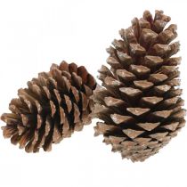 Artikel Maritima kogler, sørgeblomster, adventsdekoration, naturprodukt H12-15cm Ø6,5-10cm 50 stk.