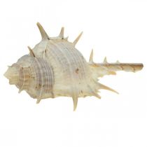 Maritim dekoration snegleskaller togesnegl 5-10cm 1kg