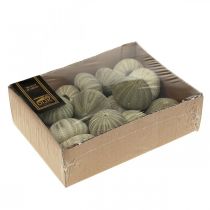 Artikel Nautisk dekoration søpindsvin dekoration grøn sommerdekoration Ø5-6cm 15 stk