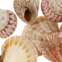 Maritim dekoration ægte skaller sneglehuse dekoration 700g