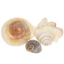 Artikel Søsnegleskal, maritim natur, 400g