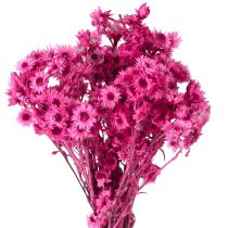 Artikel Mini Halmblomst Pink Tørret Blomst Klippeblomst H20cm 15g