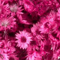 Artikel Mini Halmblomst Pink Tørret Blomst Klippeblomst H20cm 15g