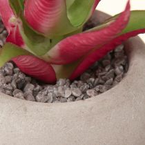 Artikel Mini sukkulenter i potte Kunstige planter Dekoration Ø6,5cm 6stk