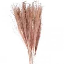 Artikel Tørt græs langt lyserødt fjergræs dekorativt Miscanthus 75cm 10 stk
