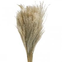 Artikel Tørt græs Miscanthus 55-75cm fjergræs natur 100 stk