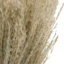 Artikel Tørt græs Miscanthus 55-75cm fjergræs natur 100 stk