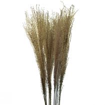 Miscanthus kinesisk rørtørt græs tør dekoration 75cm 10 stk