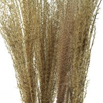 Artikel Miscanthus kinesisk rørtørt græs tør dekoration 75cm 10 stk