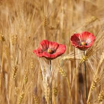 Artikel Keramik Valmueblomst Romantisk Dekoration til Forårshave og Blomsterbede 31 cm 6 stk.