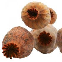 Valmue kapsler store Papaver tørret deco valmue appelsin 5 stk