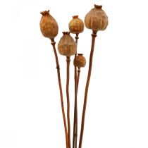 Valmue kapsler store Papaver tørret deco valmue appelsin 5 stk