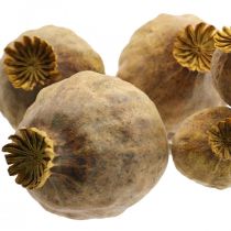 Valmue kapsel store tørrede blomster gul papaver deco valmue 5 stk