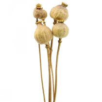 Valmue kapsel store tørrede blomster gul papaver deco valmue 5 stk